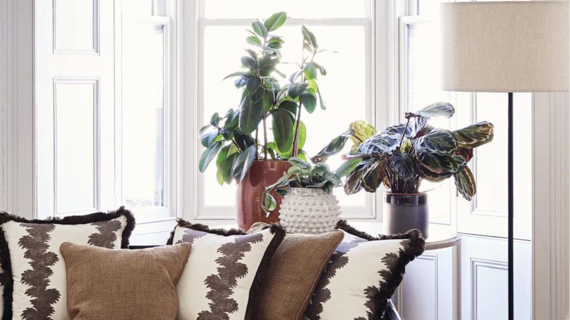 A smart houseplant moisture meter is a watering essential Houseplants on a windowsill with a couch in front full of brown and patterned cushions