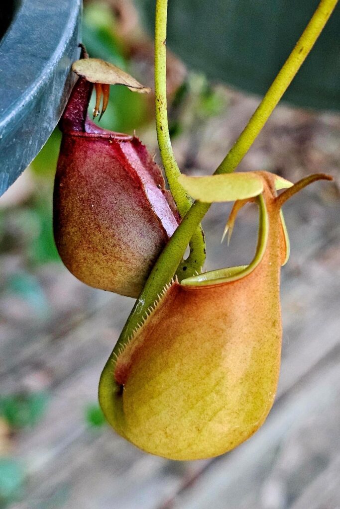 Watering day pitcher pics