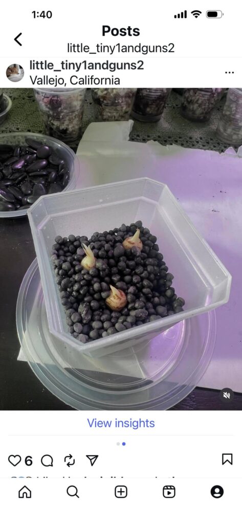 Hoping at least 2 of my 3 Alocasia Melo corms produce plants…..what do you gurus think? First pick was 10 days ago, in the second pick it looks like they are turning green 🙏🏽