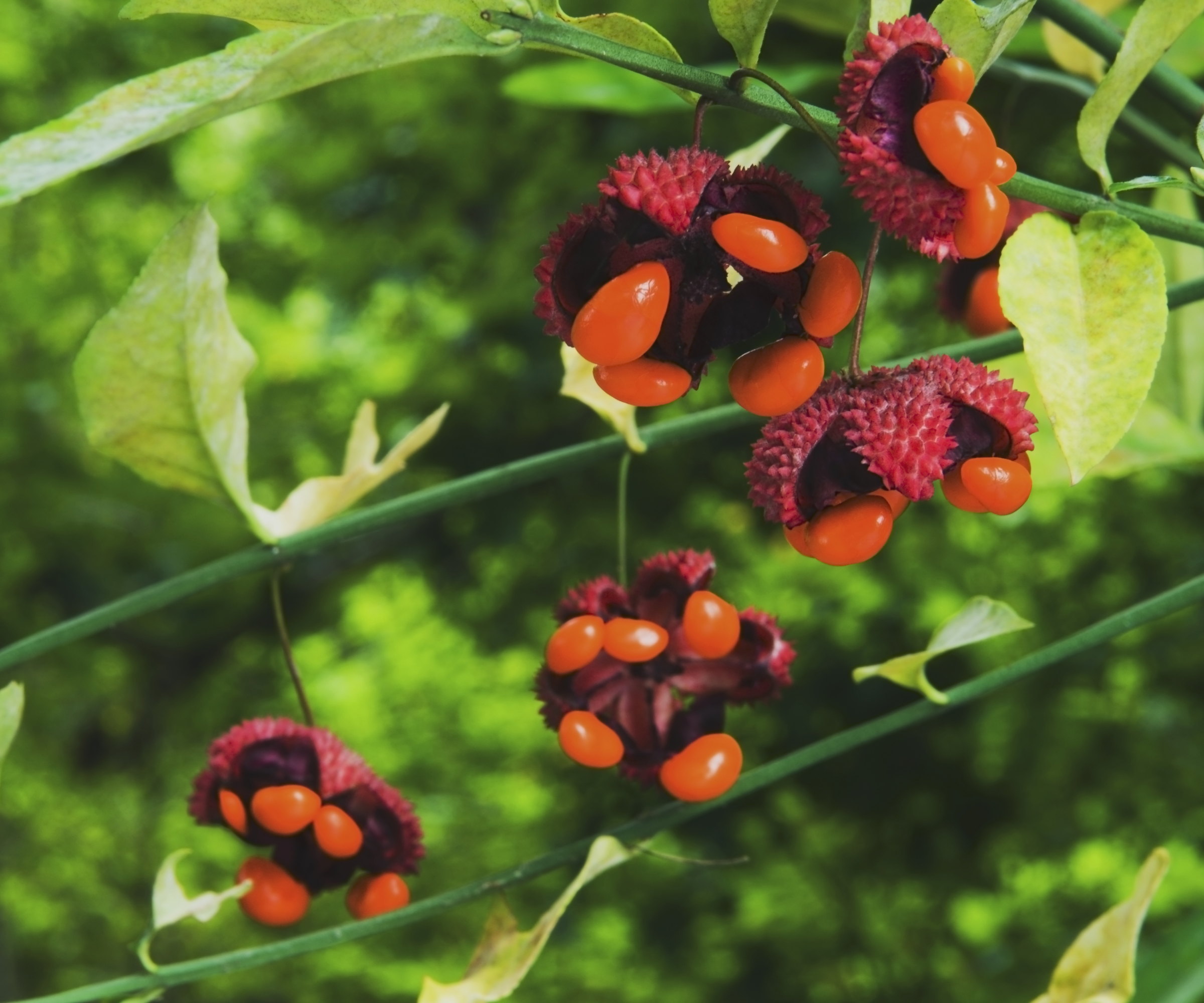 The fruits of an American strawberry bush, or Euonymus americanus, opening in the fall