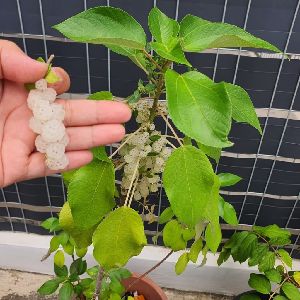 What is this fruit(?)