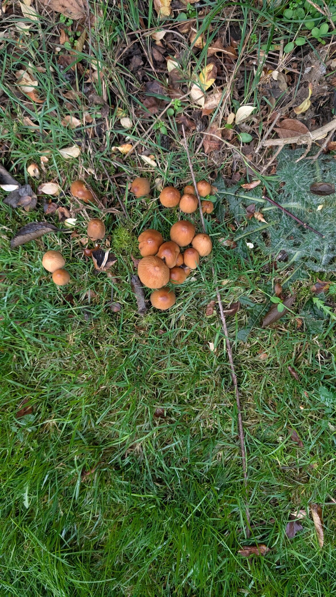 Please can anyone identify these ?