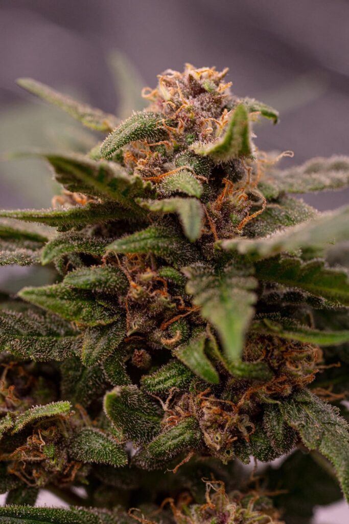 Chop time ETA Chop time ETA