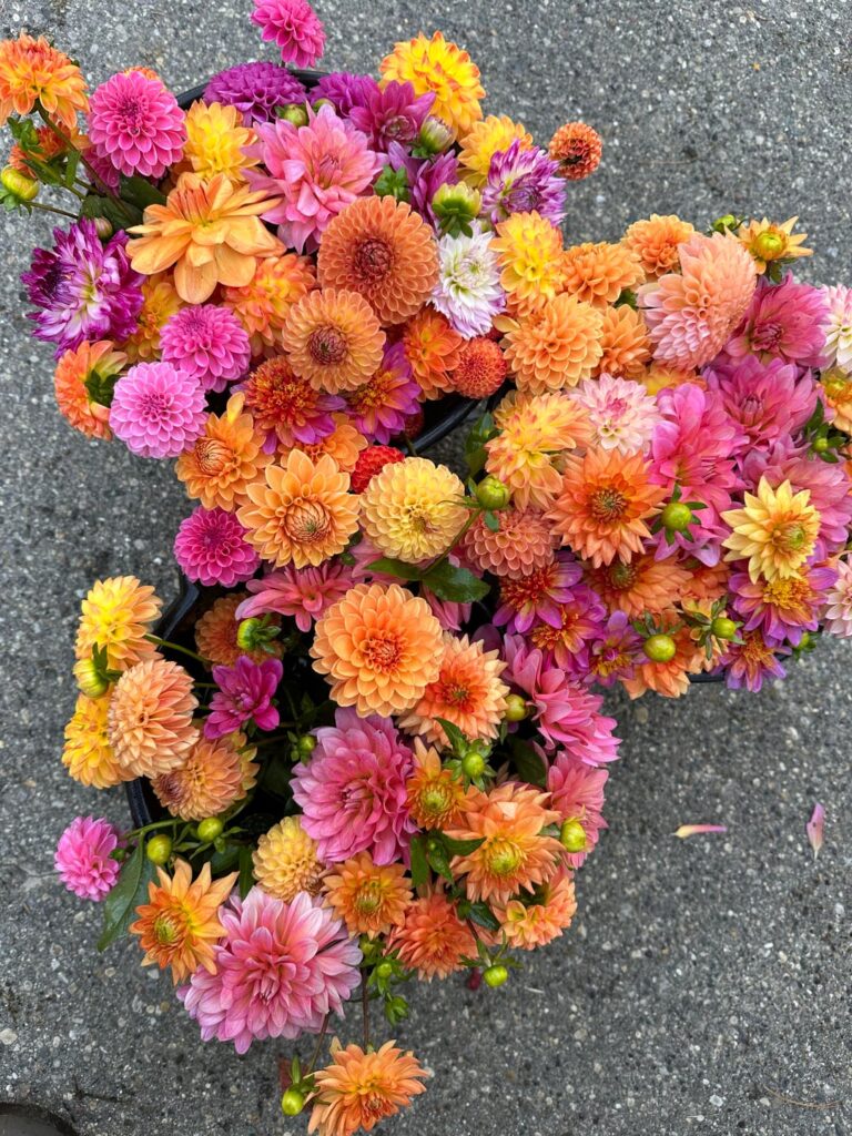 Fall Tuber Sale! Please read descriptions 🌸 Fall Tuber Sale! Please read descriptions 🌸