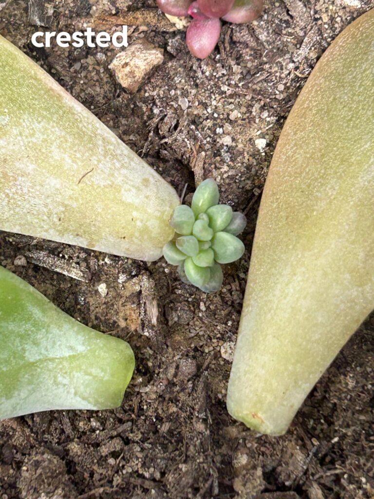 my graptoveria opalina prop is crested!
