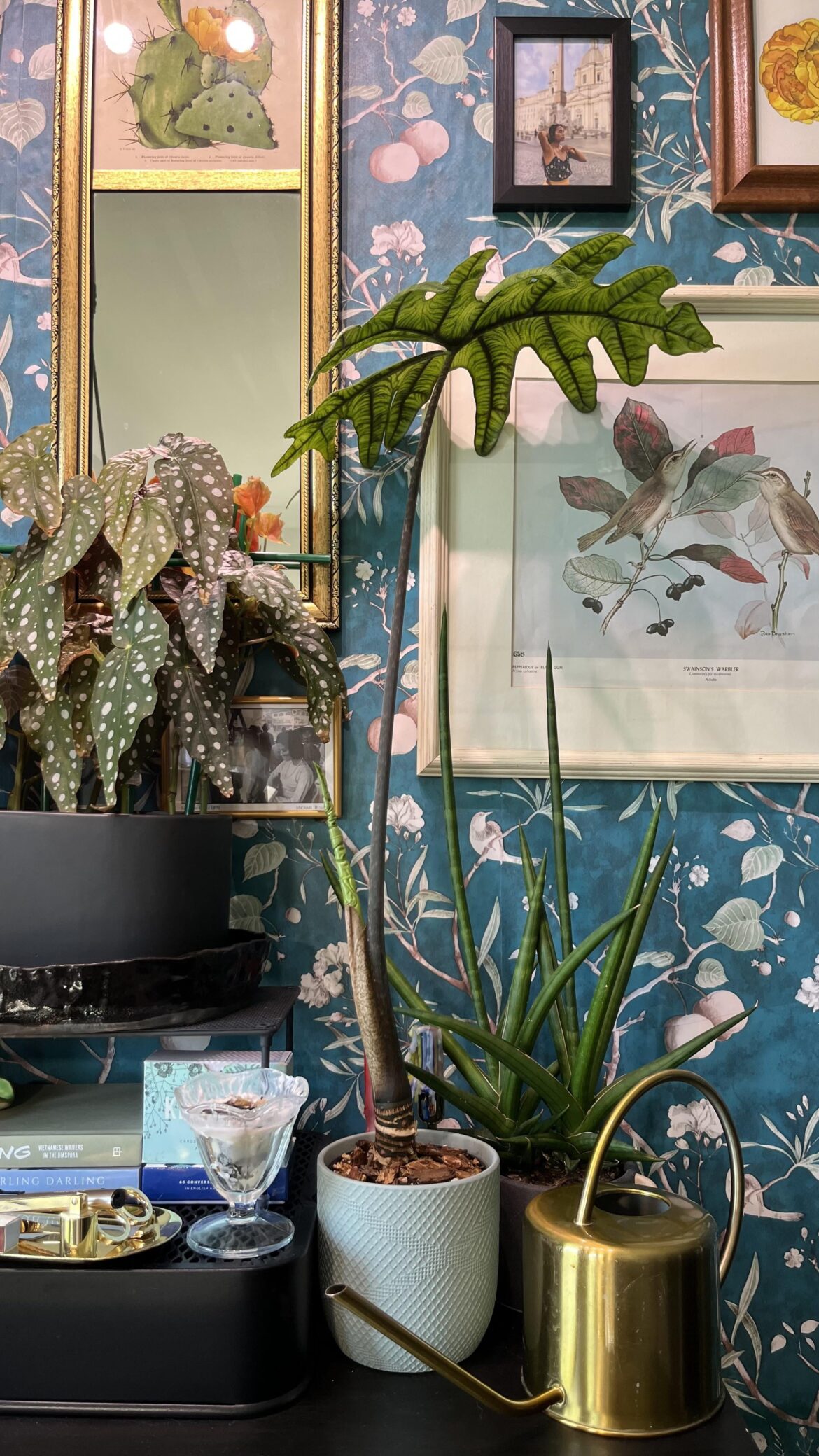 Let’s hope my 1 leaf wonder can become a 2 leaf wonder