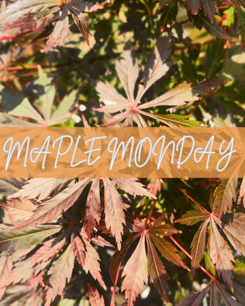 Little maple Monday Little maple Monday
