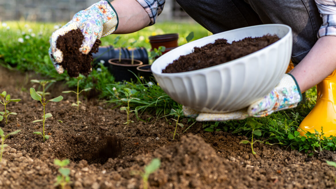 The Soil Treatment To Try In Fall For A Spring Garden Free Of Pests