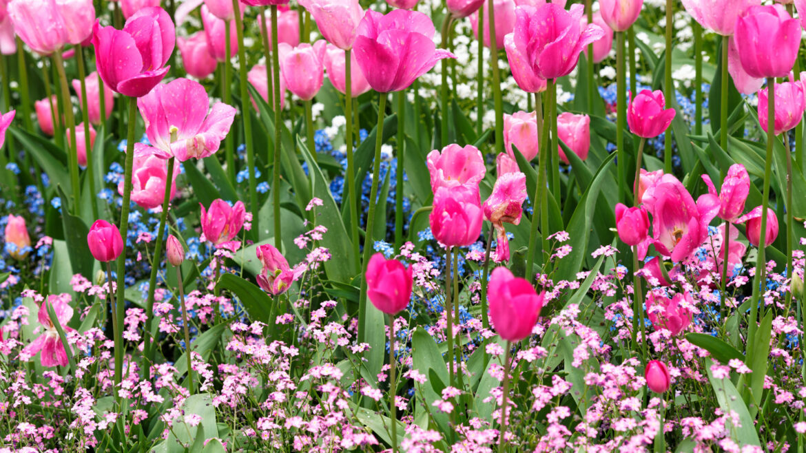 23 Fall-Planted Bulbs For Romantic Pink Blooms In Spring, Selected By Our Professional Gardener 23 Fall-Planted Bulbs For Romantic Pink Blooms In Spring, Selected By Our Professional Gardener