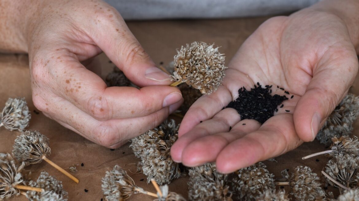 10 Seeds You Can Harvest In Fall For Free Plants In The Spring