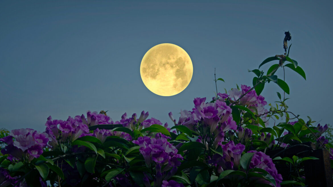 Crops & Flowers To Plant After A Full Moon For A Successful Garden, According To The Old Farmer’s Almanac Crops & Flowers To Plant After A Full Moon For A Successful Garden, According To The Old Farmer's Almanac