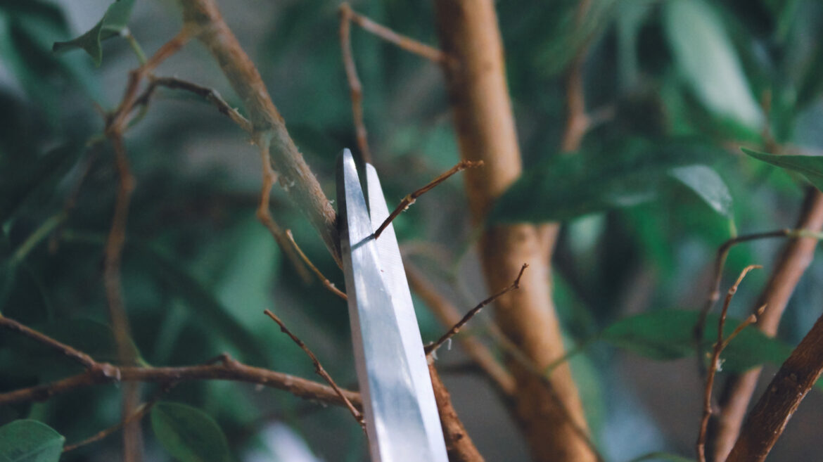 Prune These 9 Shrubs In November For A Healthier Spring Landscape