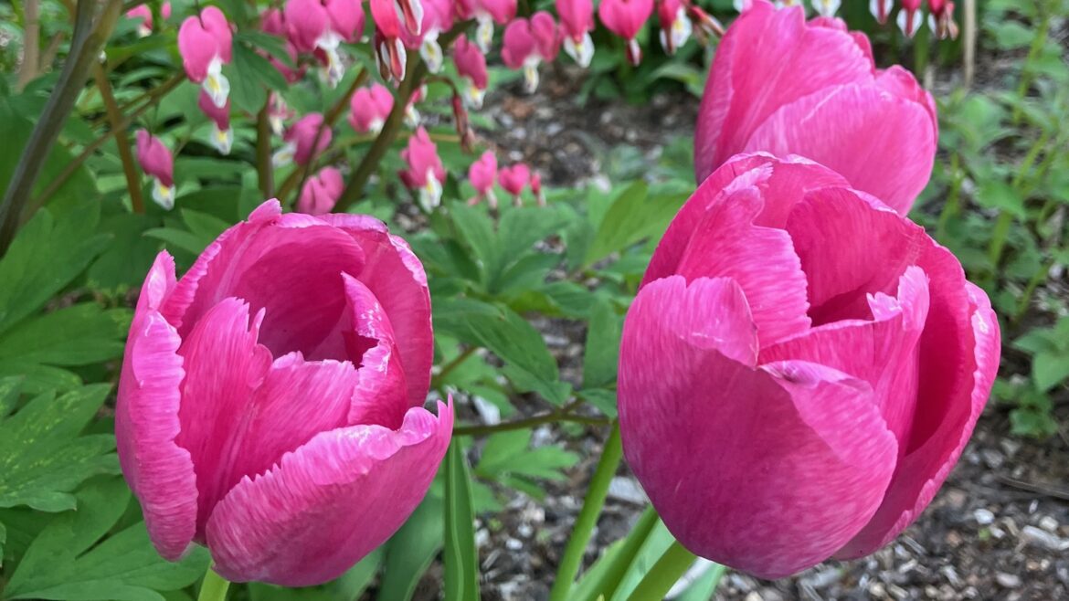 25 Of The Prettiest Flowers In The World, According To Our Garden Pro