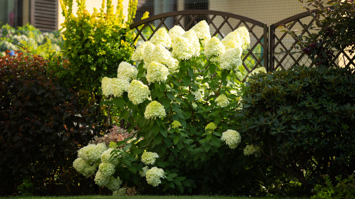 22 Hydrangea Garden Ideas To Inspire Your Next Outdoor Project 22 Hydrangea Garden Ideas To Inspire Your Next Outdoor Project