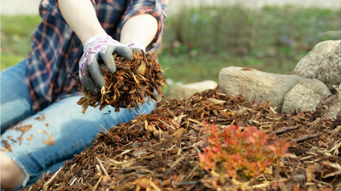 Avoid Mulching These Plants In The Winter Avoid Mulching These Plants In The Winter