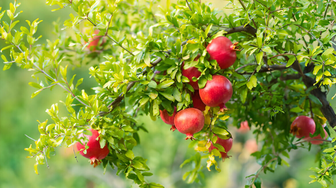 The 10 Best Companion Plants For A Healthy Pomegranate Tree In The Garden