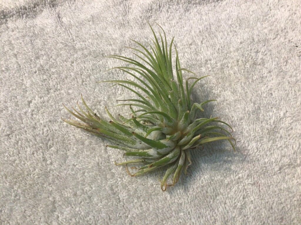 Double Air Plant? I’ve had him for two months now. Haven’t seen another