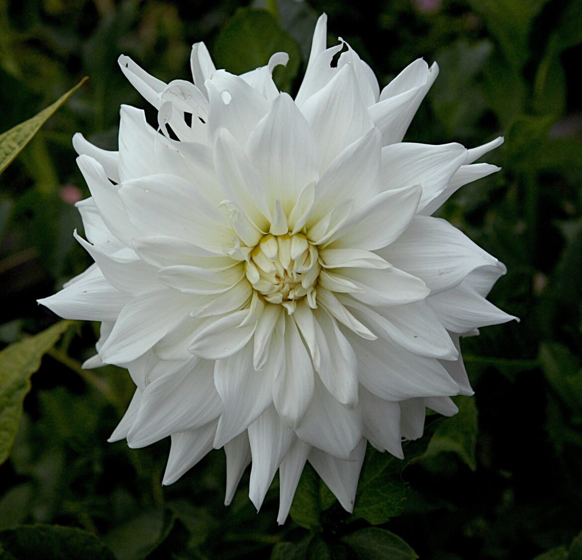 🤍Dahlia 'White Perfection'🤍[OC]