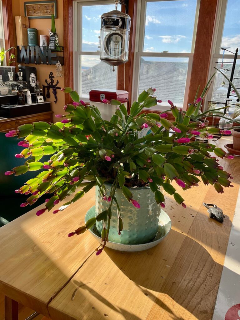 Thanksgiving Cactus first time in full bloom after 4 years! Thanksgiving Cactus first time in full bloom after 4 years!