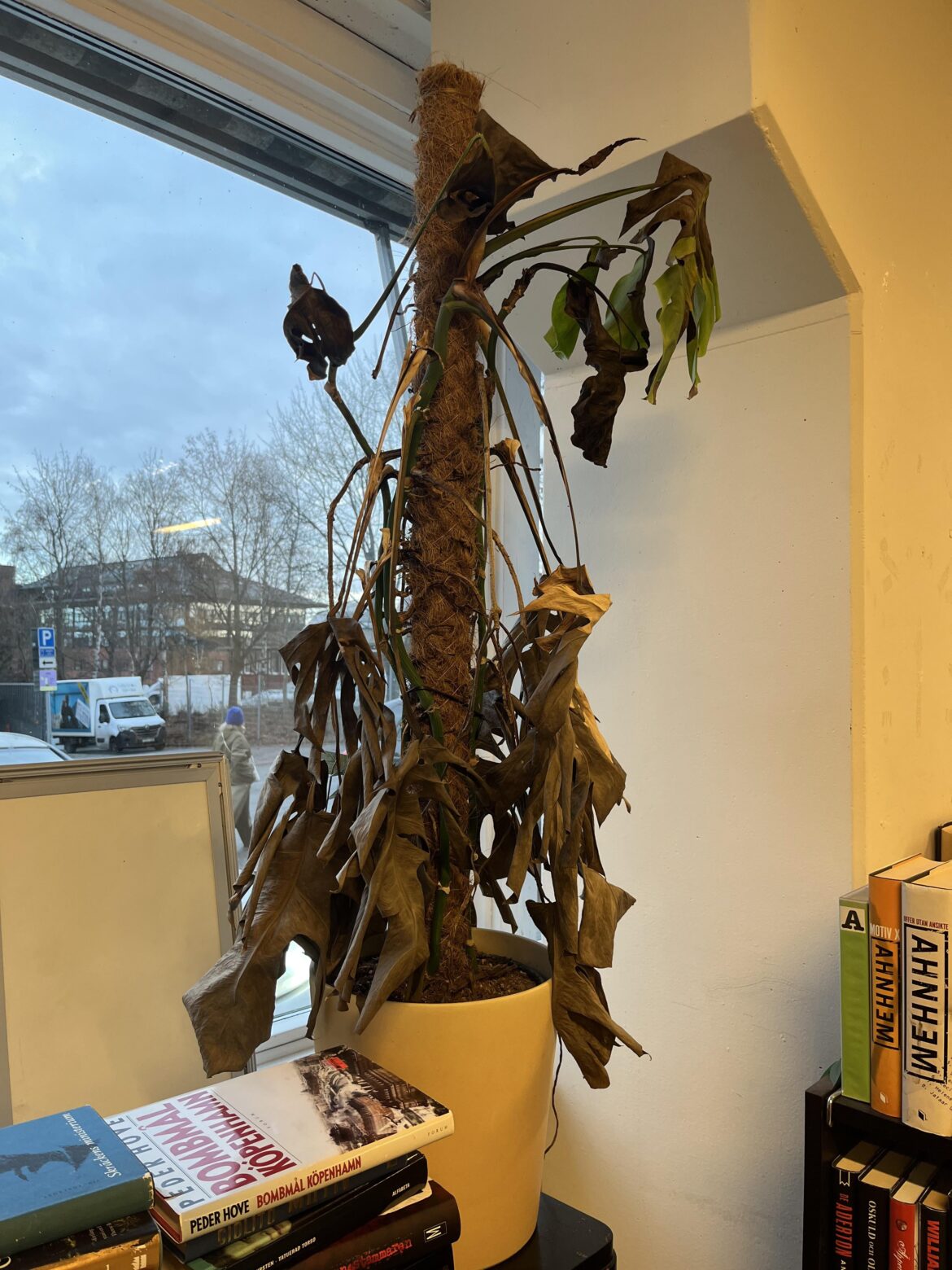 My local thrift store is selling this beautiful crispy plant named ”A la Monstera Deshydratata Brun Supreme”. What is it worth?