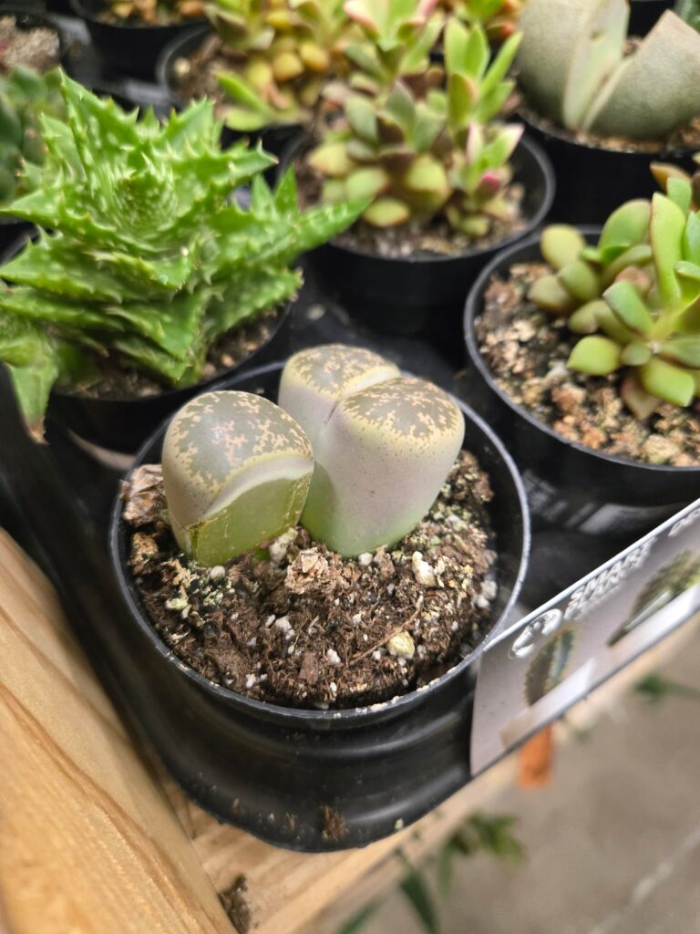 The ever elusive (singular) Lithop