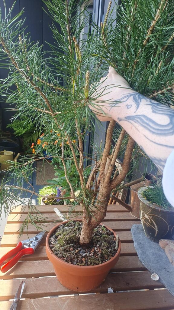 Collecting Scots pines from Scottish bogs 2025