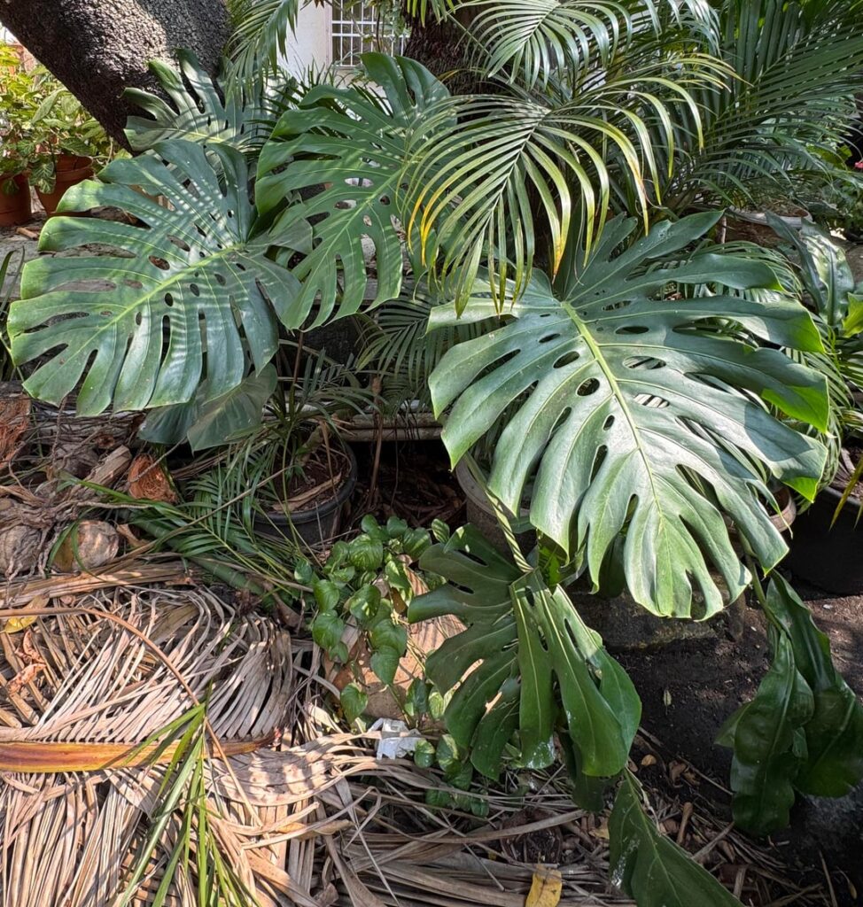 My 3 year old monstera.