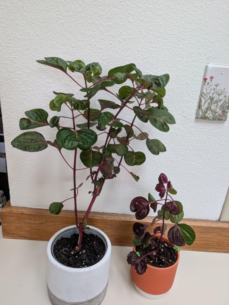 I took a risk and propogated my only cool variated branch from my blood leaf, and now I'm seeing the rewards!