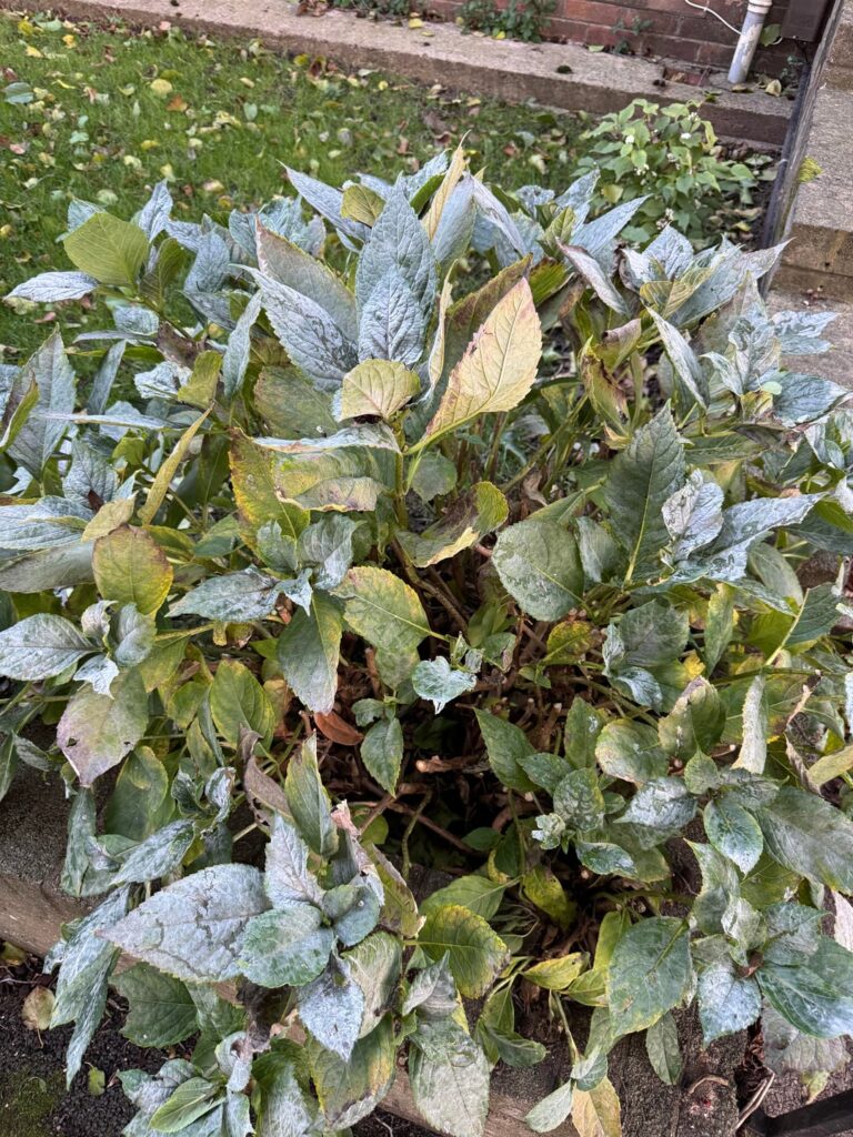 What’s happening to my Hydrangea? What’s happening to my Hydrangea?