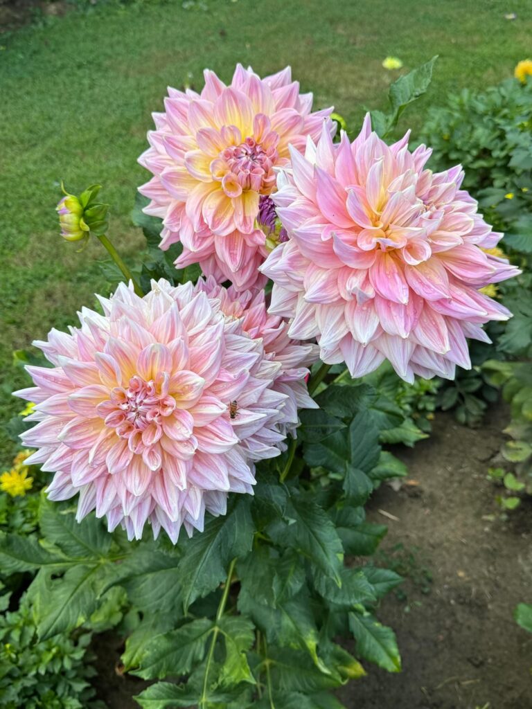 Tuber update - shipping