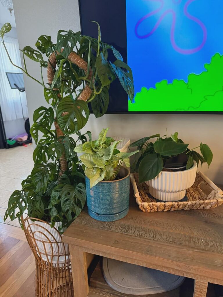 My Monstera adansonii and friends soaking up some screen light