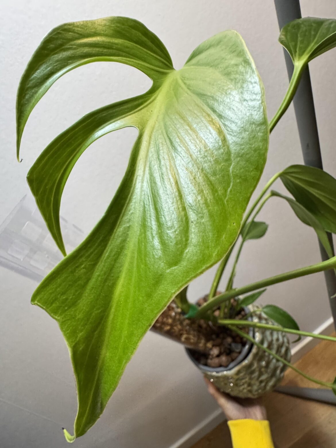 My new Burle Marx Flames 🥰