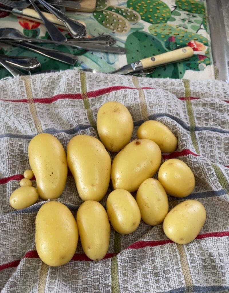 Our first year growing potatoes!