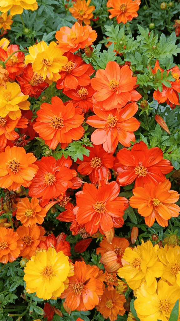 Cosmos flowers