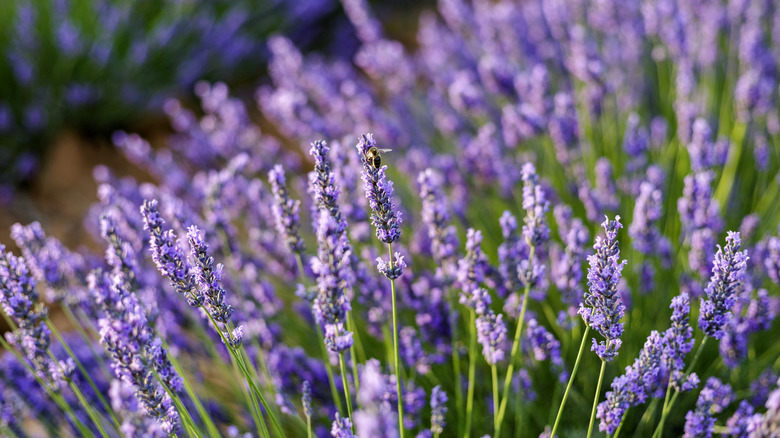 a bee pollinating a lavender flower