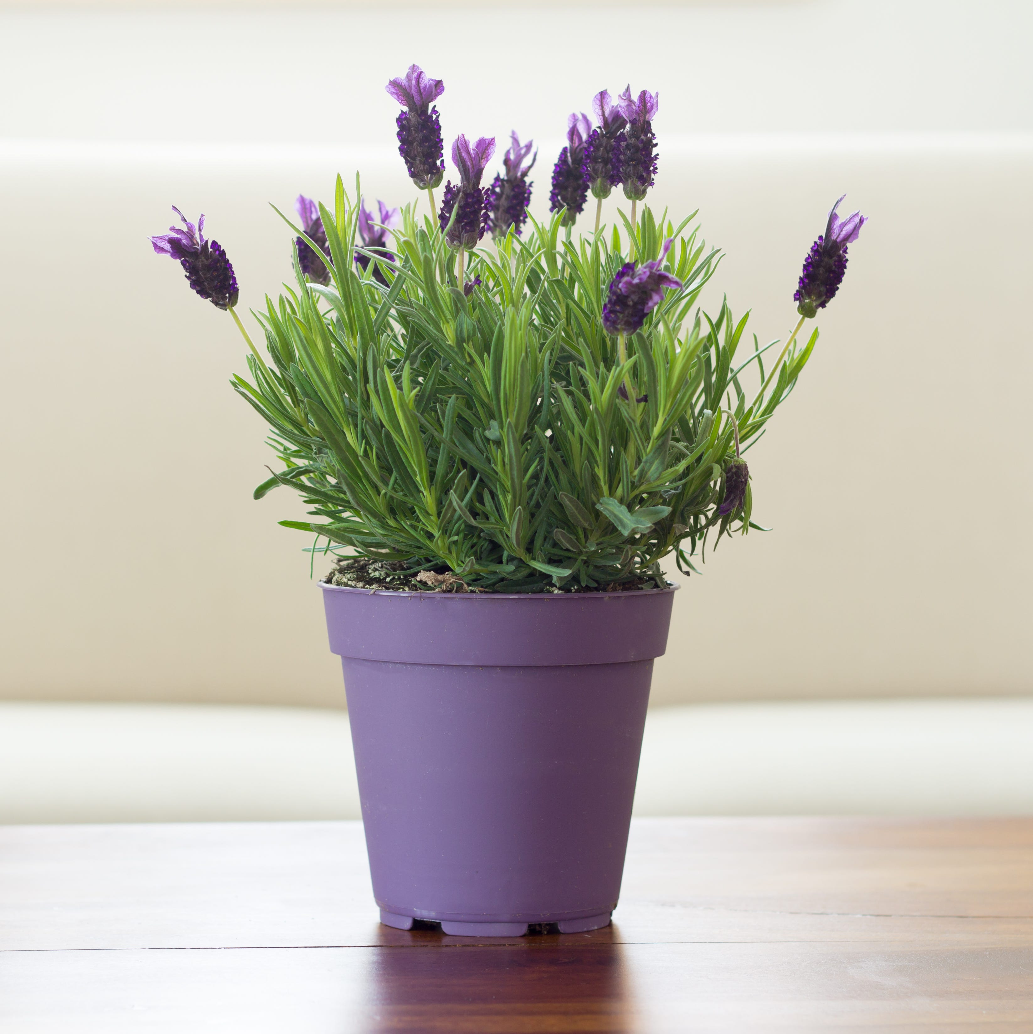 best plants for bedroom lavender