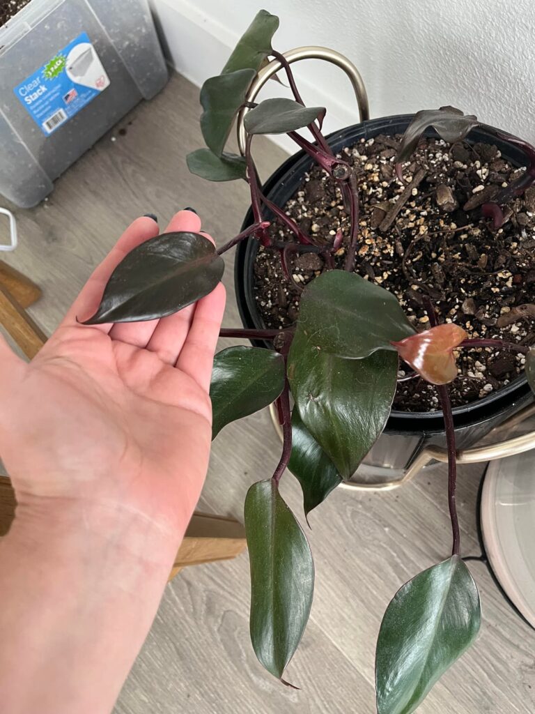 ID help for this (rare?) dark red philodendron