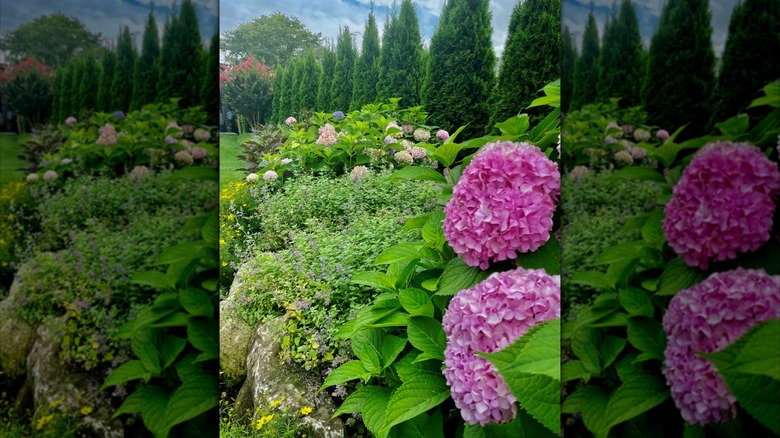 Hydrangea bushes planted on rocks alongside cypress trees.