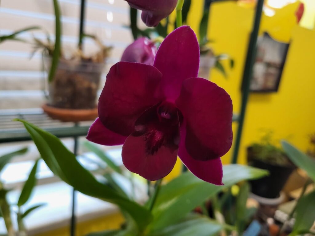 I got a bloom!!