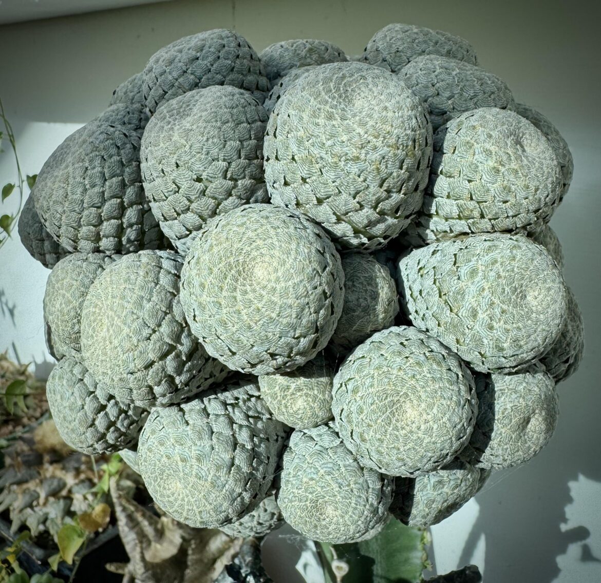 Euphorbia piscidermis