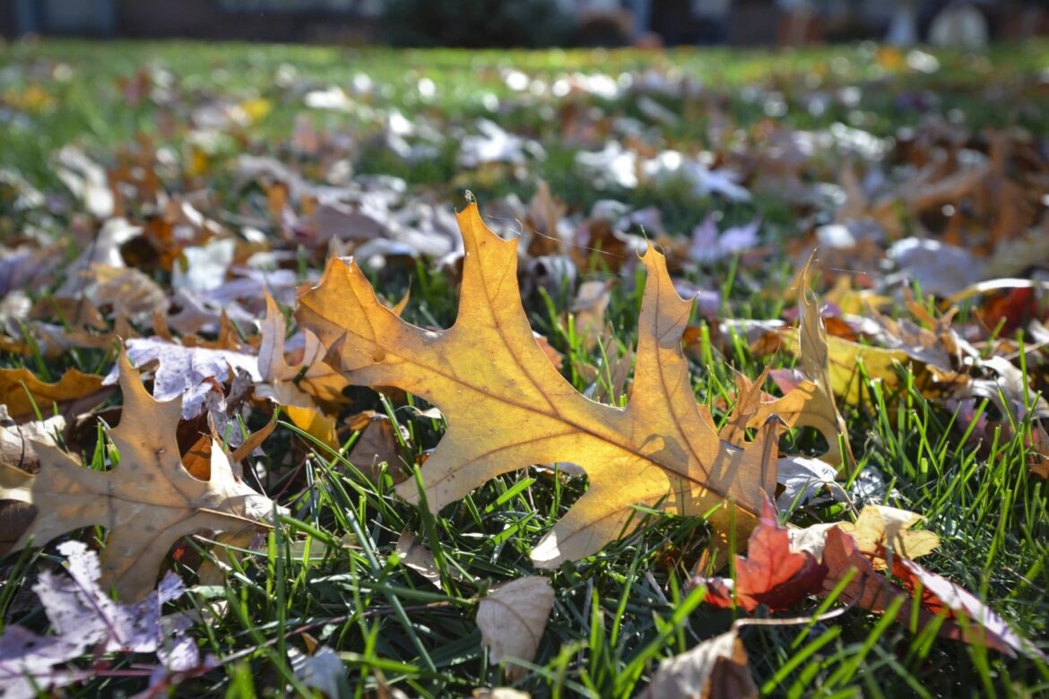 Close-up of fallen autumn leaves scattered on green grass in sunlight.