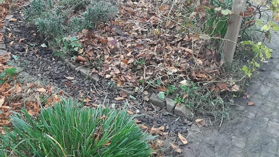 Gardener shares genius fall hack to keep weeds away: ‘It’s free’ One gardener shared a very simple but incredibly effective way to suppress weeds with absolutely zero expense and little effort.