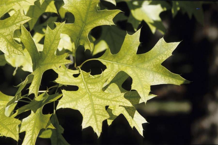 Stop the yellow: When and how to apply iron for greener lawns, trees, and gardens leaves