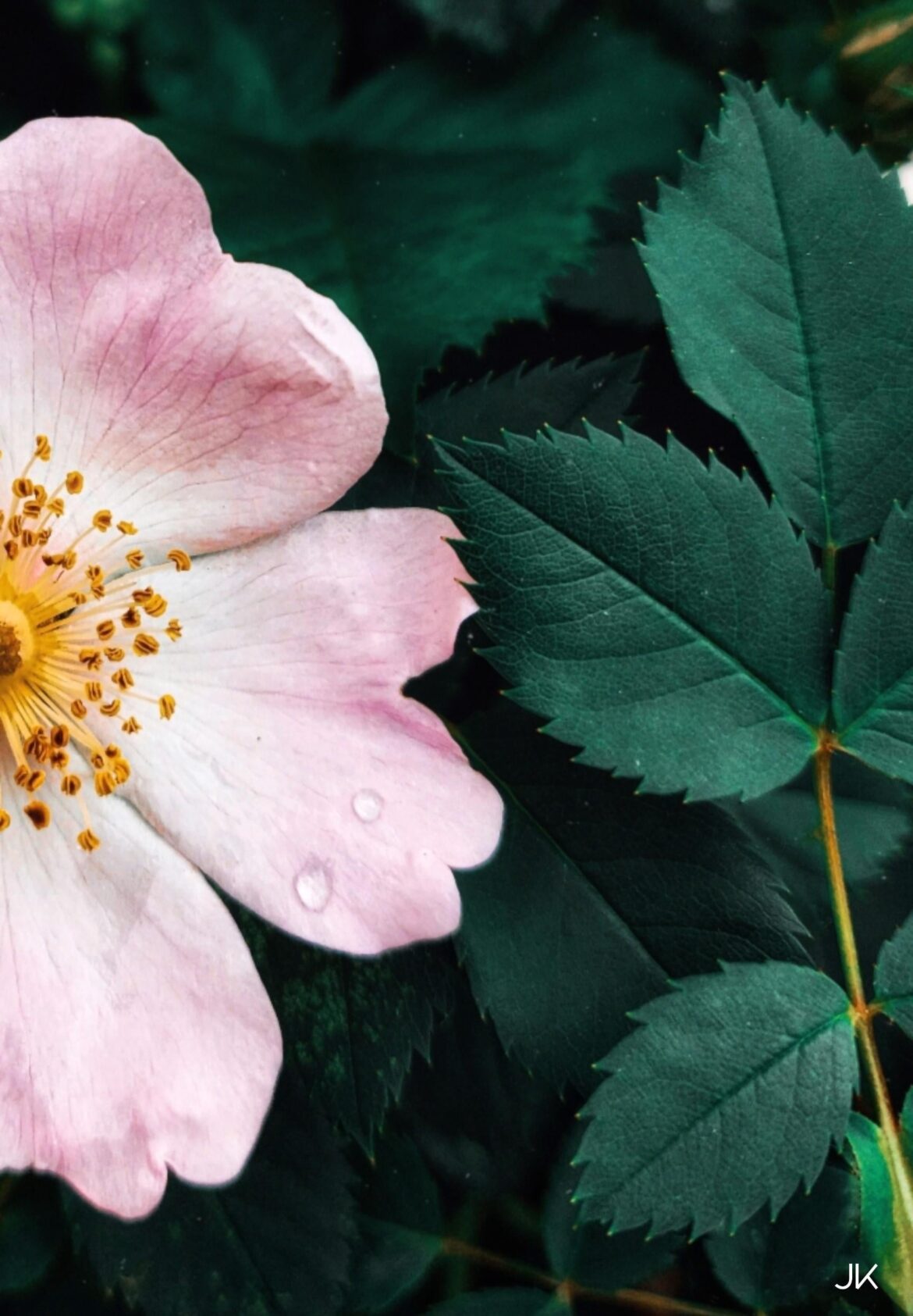 Soft beauty in the wild