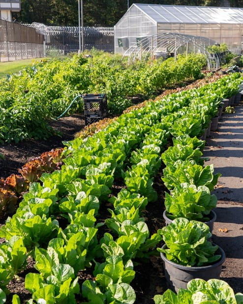 Rows of fresh growing lettuce in a garden.