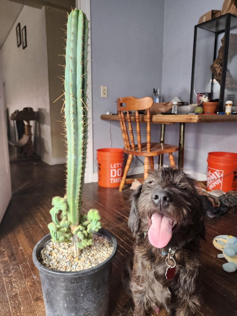 Do you think I need to let the scion callous before planting if the entire joint is solid wood?