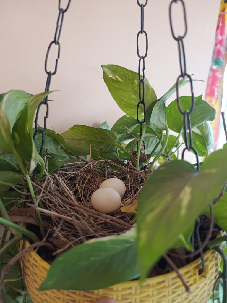 Mourning dove laid eggs in my pothos pot. What do I do? Mourning dove laid eggs in my pothos pot. What do I do?