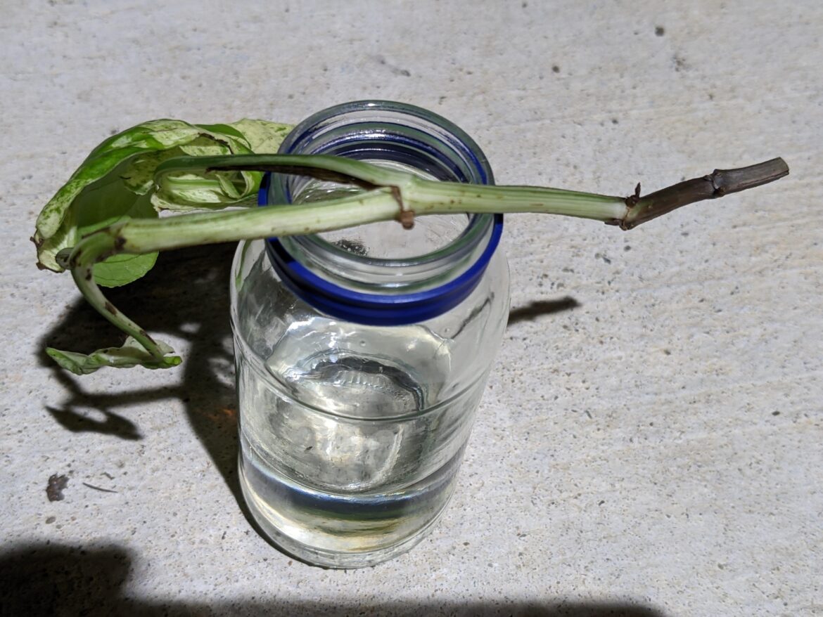 Why Do My Water Props Get Stem Rot & Fail (Help Me Learn)? Why Do My Water Props Get Stem Rot & Fail (Help Me Learn)?