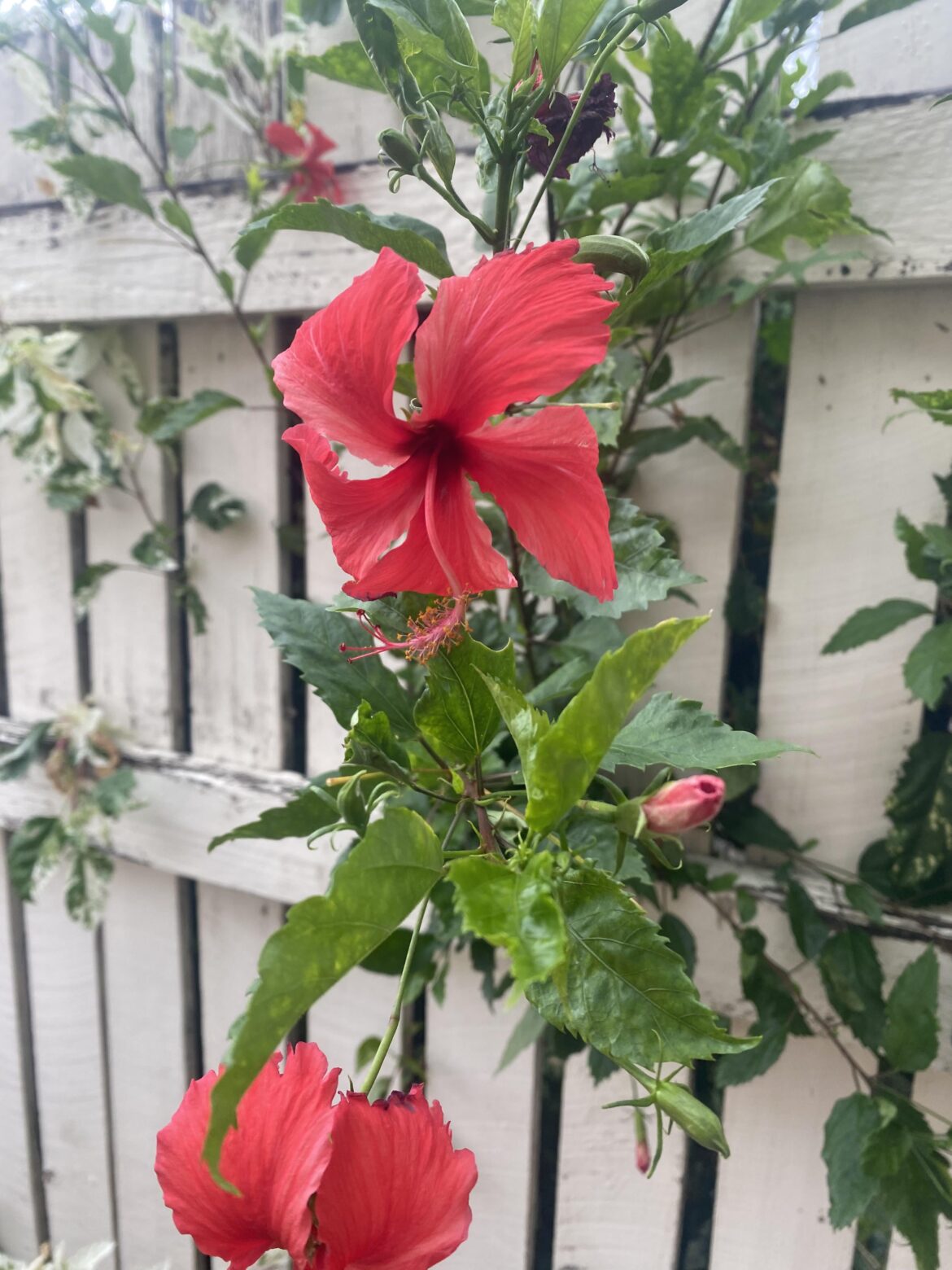 What’s this flower? In Australia