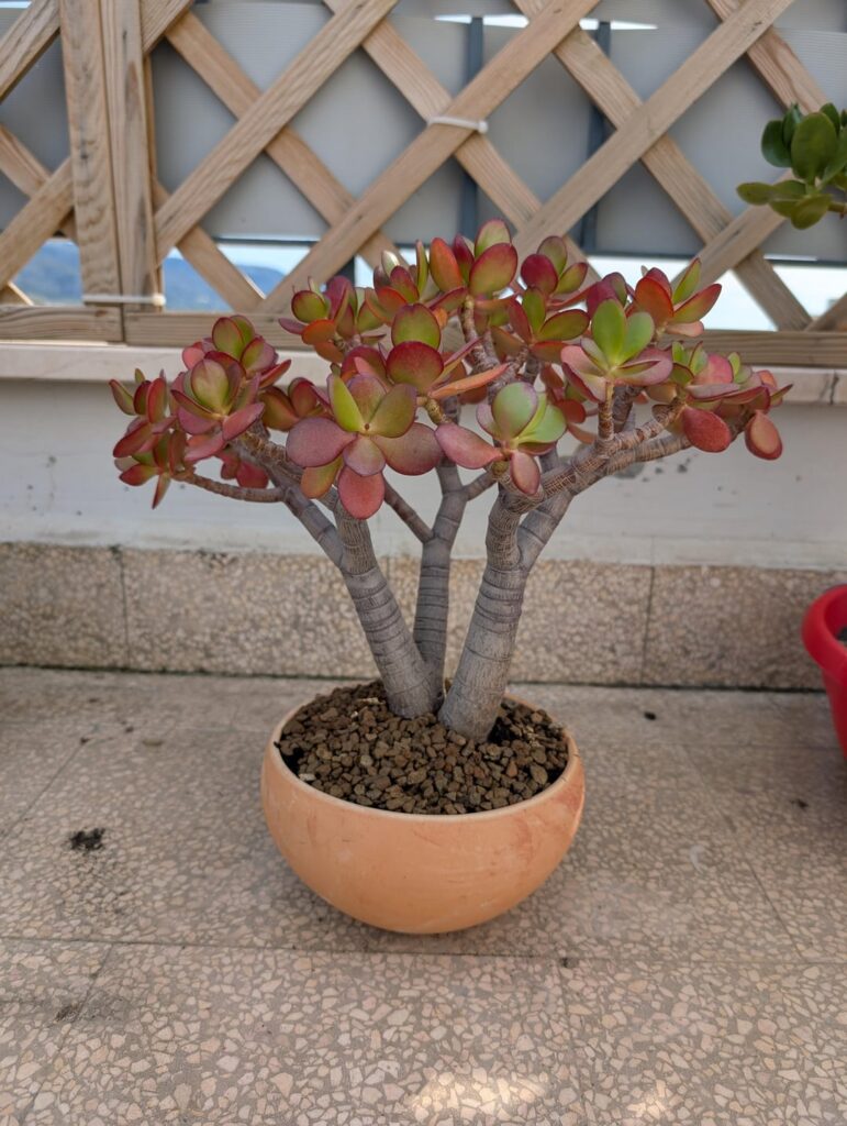 Crassula ovata ‘Hummel’s Sunset’ Crassula ovata 'Hummel's Sunset'